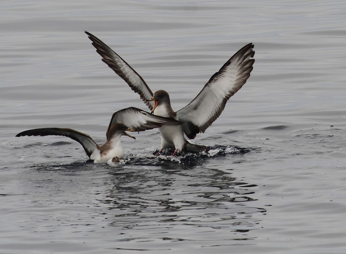 Scopoli's Shearwater - ML629200640