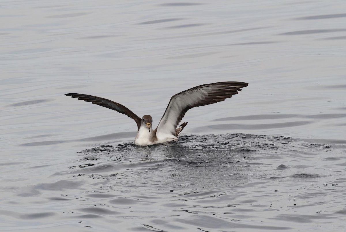 Scopoli's Shearwater - ML629200641