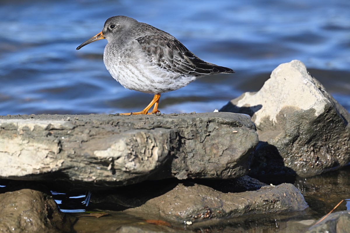 Purple Sandpiper - ML629200658