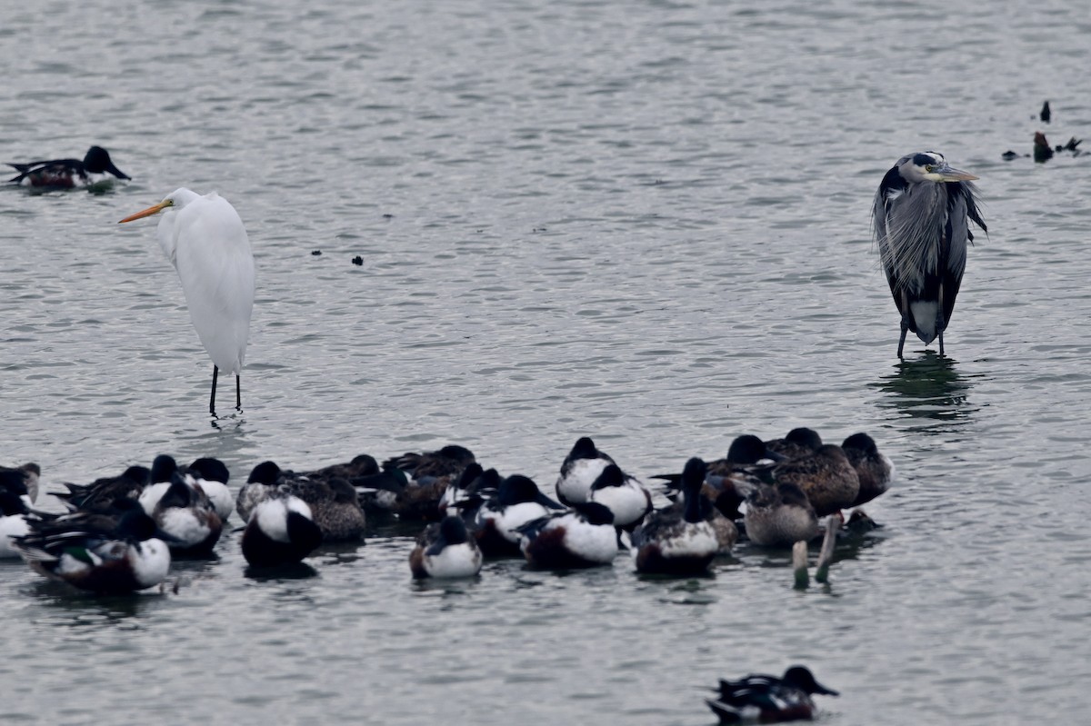 Great Blue Heron (Great Blue) - ML629200958