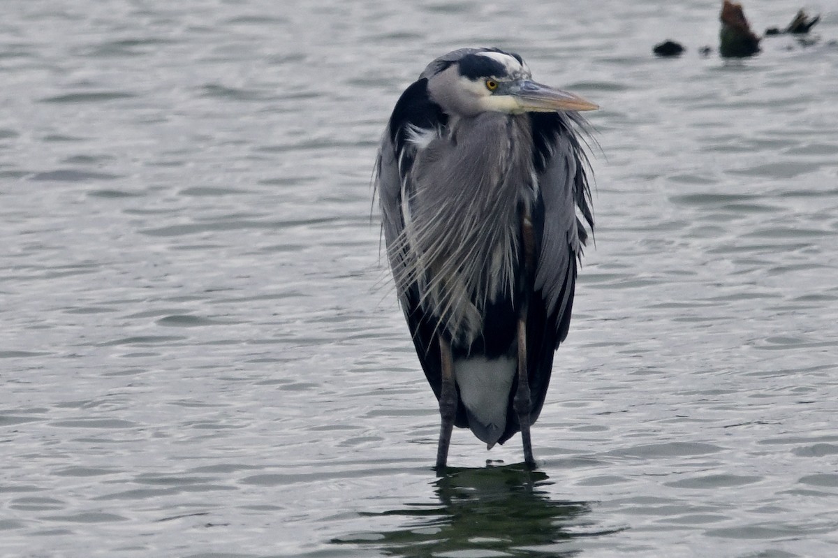 Great Blue Heron (Great Blue) - ML629200959