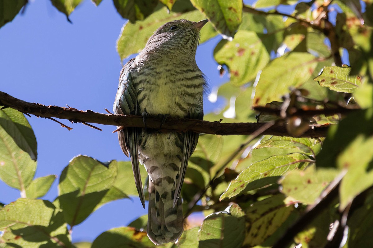 Shining Bronze-Cuckoo - ML629200964