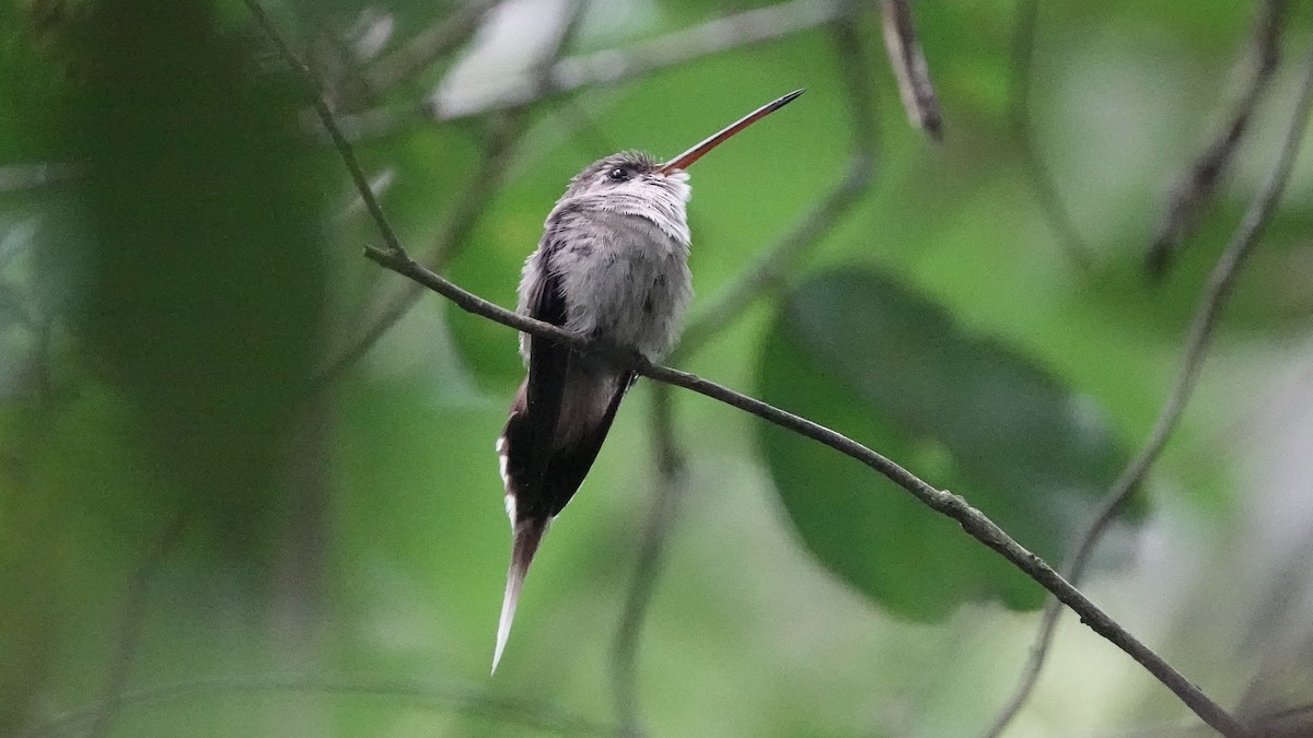 Needle-billed Hermit - ML629201028