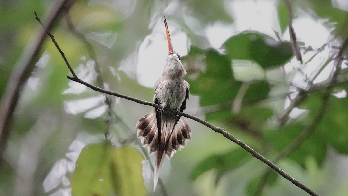 Needle-billed Hermit - ML629201035