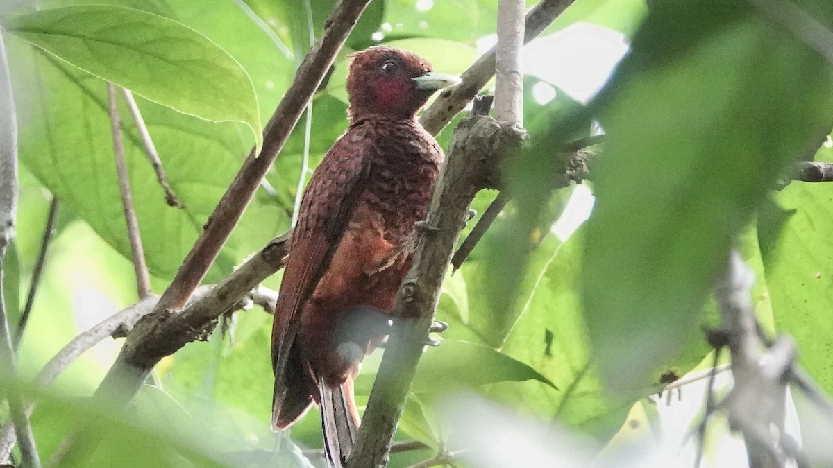 Waved Woodpecker (Scale-breasted) - ML629201090