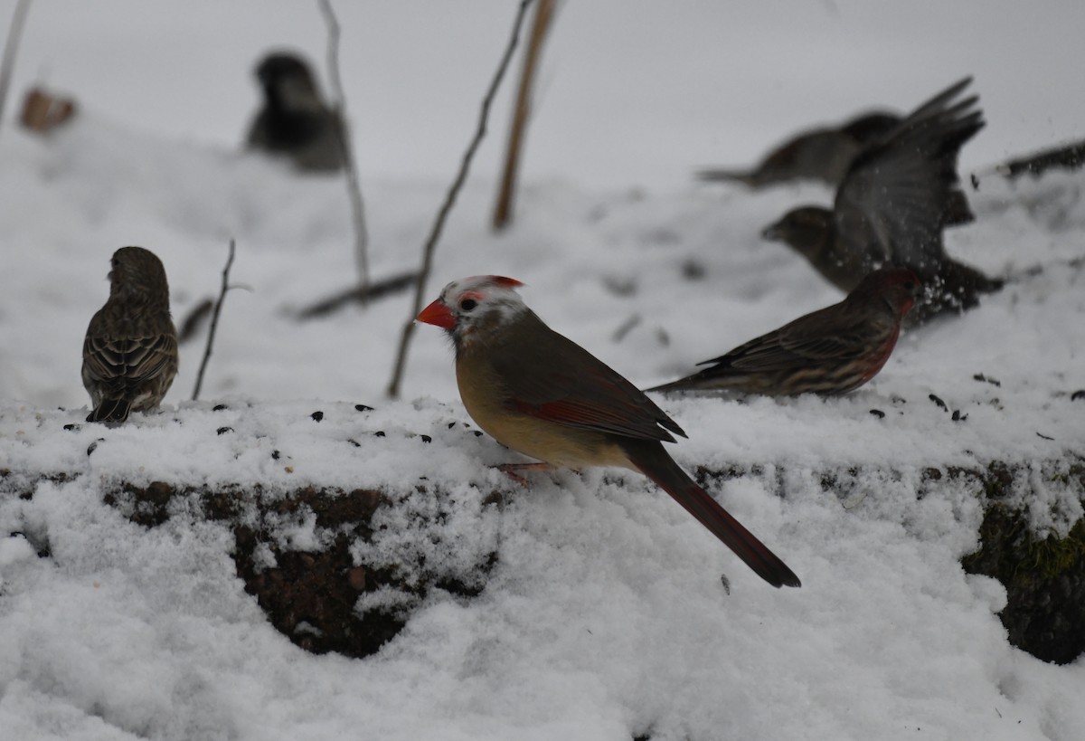Northern Cardinal - Victoria Schmalhofer