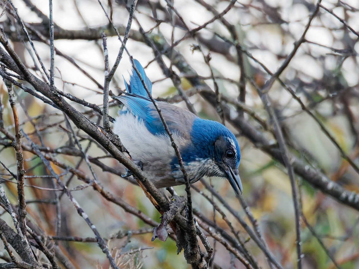California Scrub-Jay - ML629201488