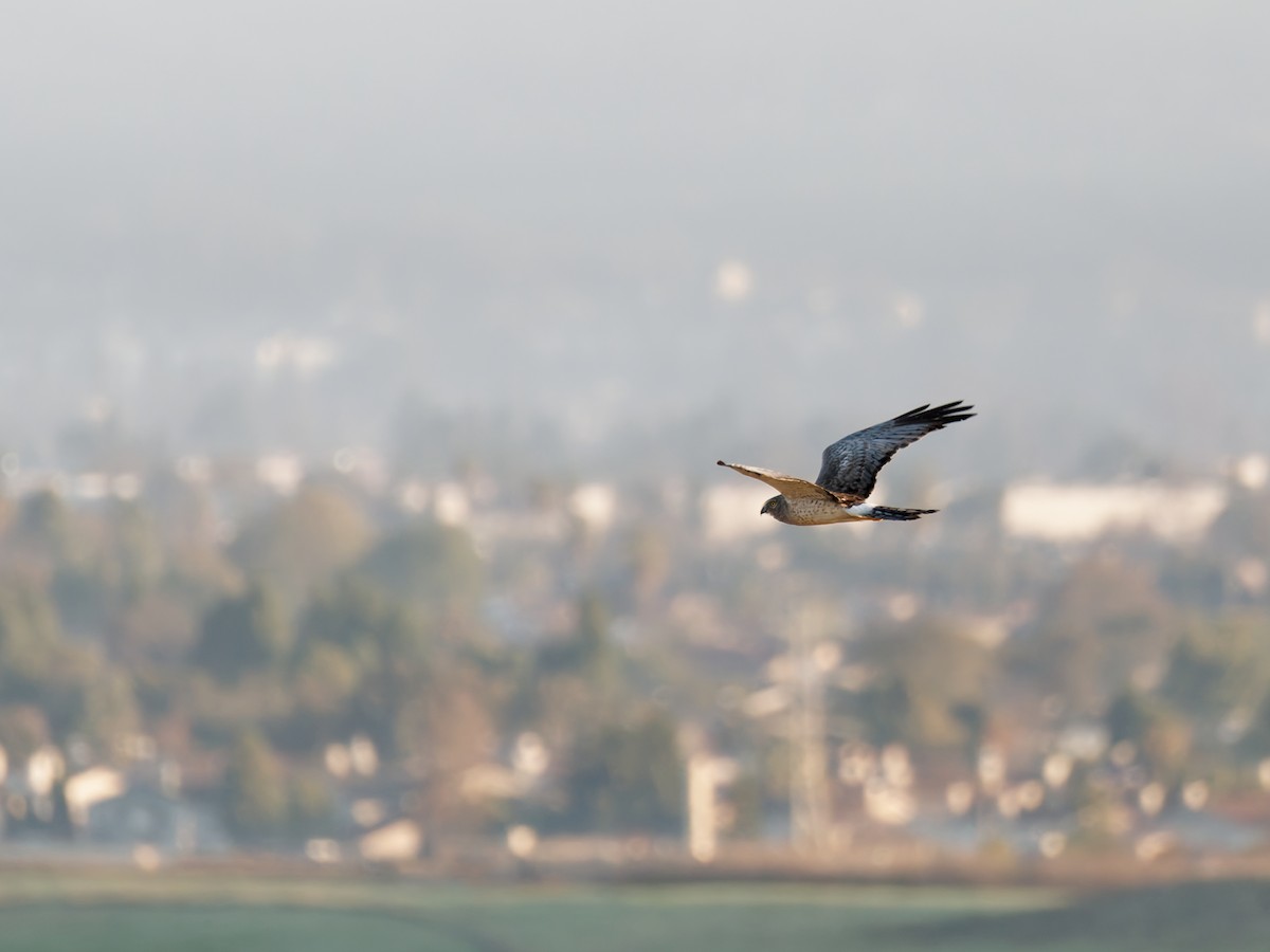 Northern Harrier - ML629201515
