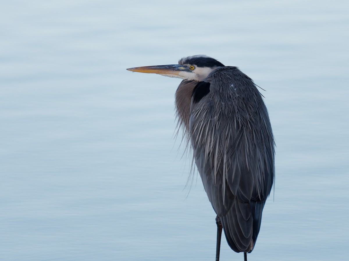 Great Blue Heron - ML629201535