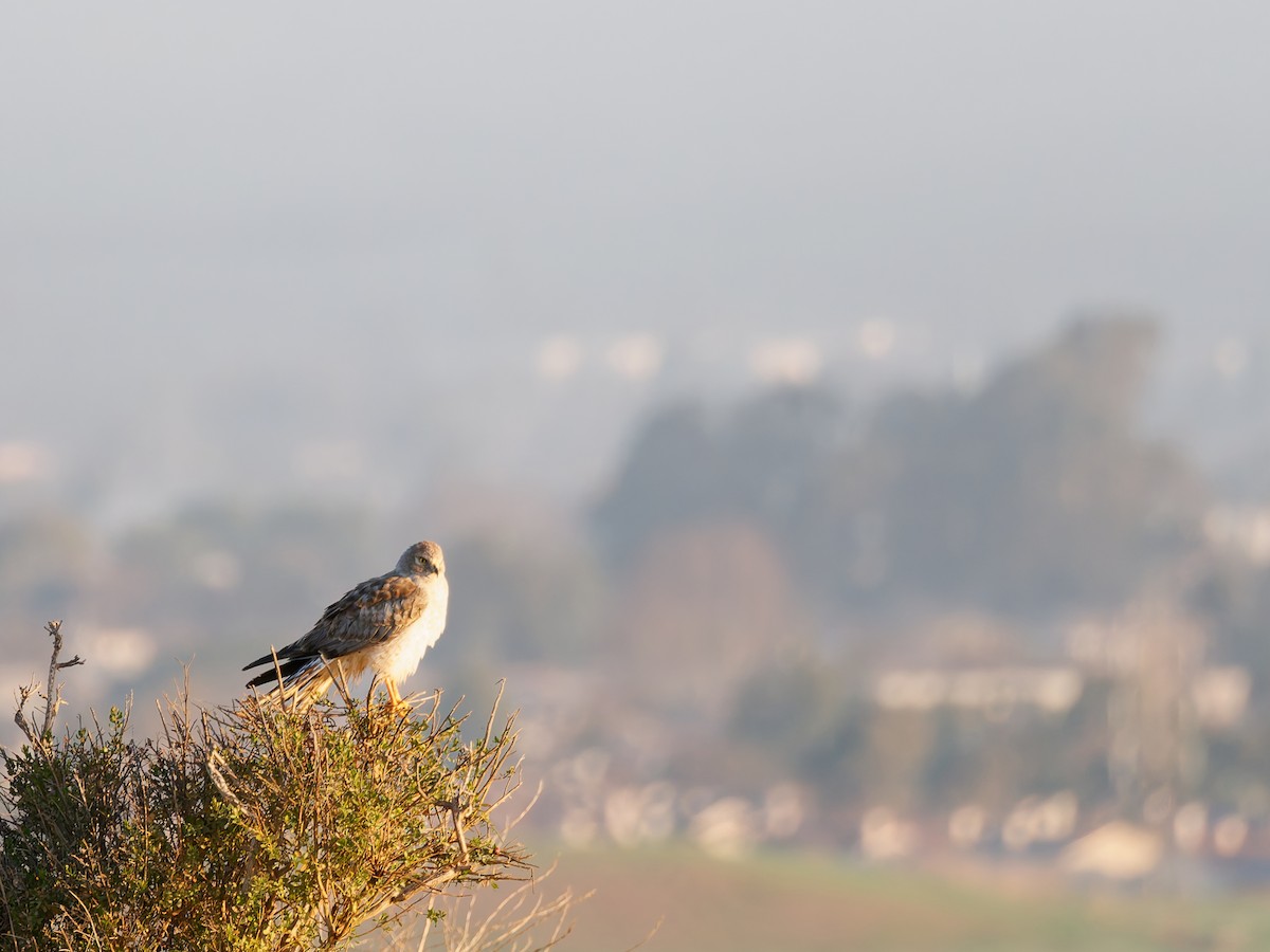 Northern Harrier - ML629201603