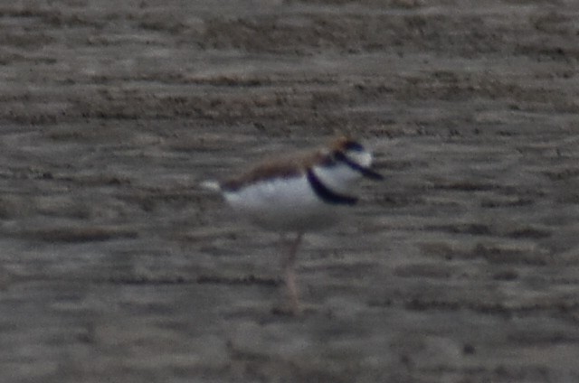 Collared Plover - ML629201668
