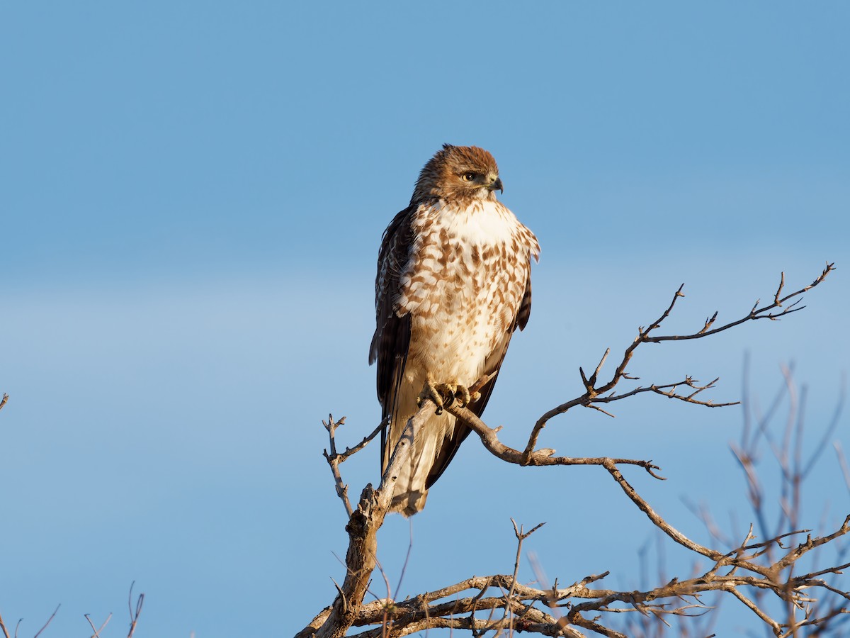 Red-tailed Hawk - ML629201674