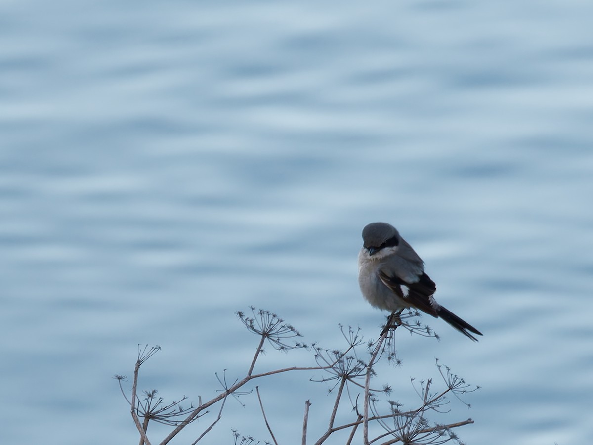 Loggerhead Shrike - ML629201713