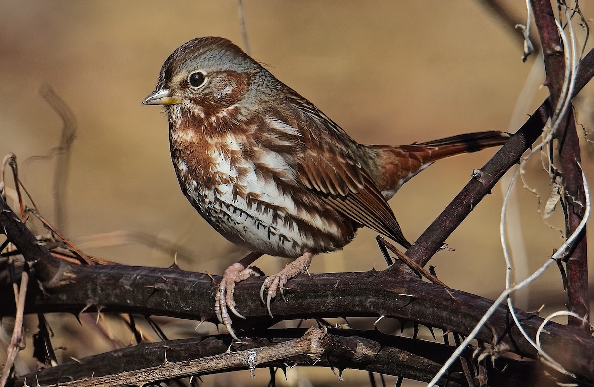 Fox Sparrow - ML629201739