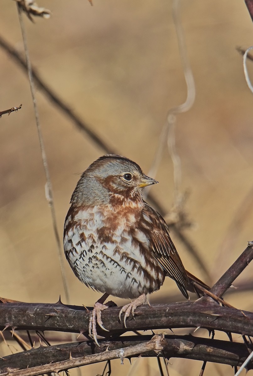 Fox Sparrow - ML629201740