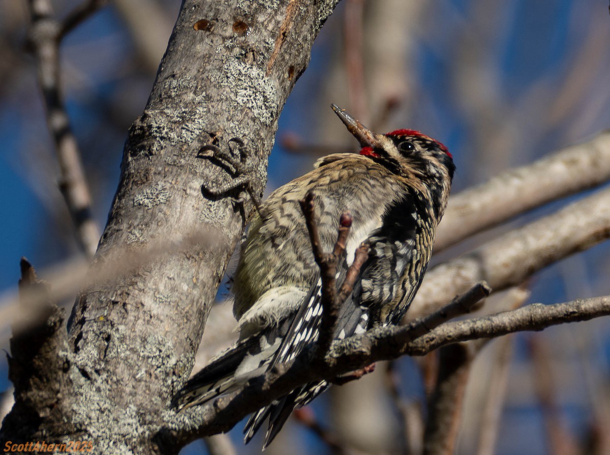 Yellow-bellied Sapsucker - ML629201763