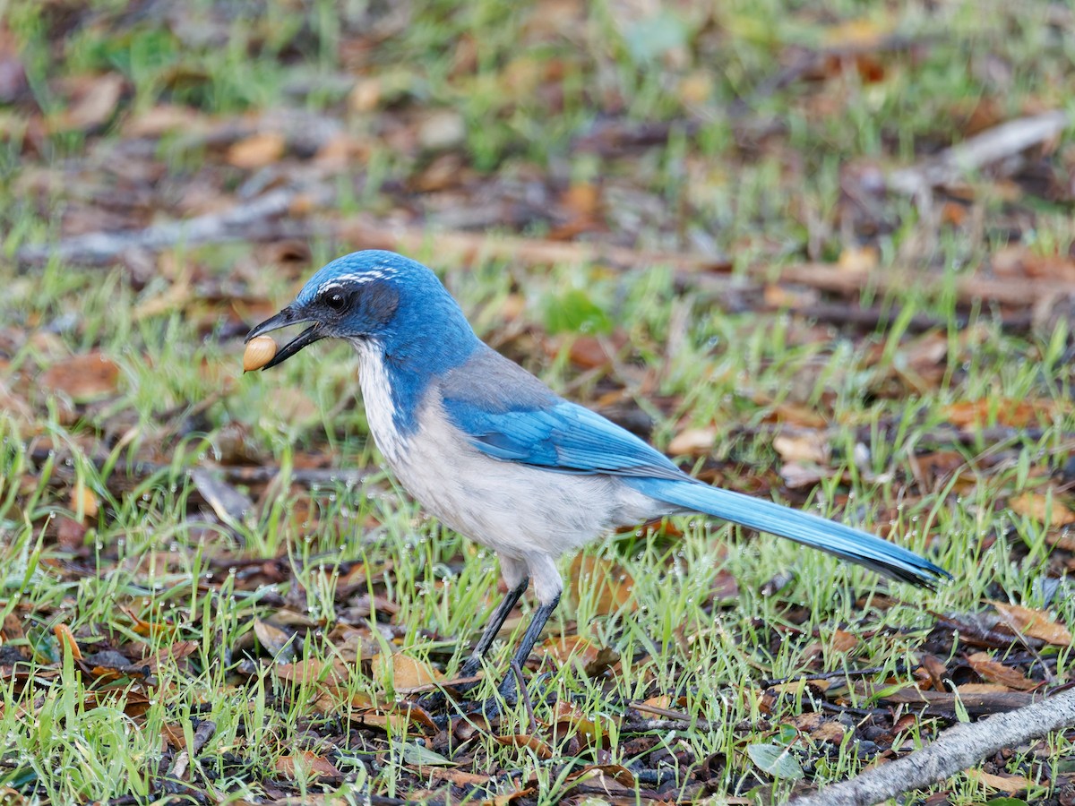 California Scrub-Jay - ML629201803