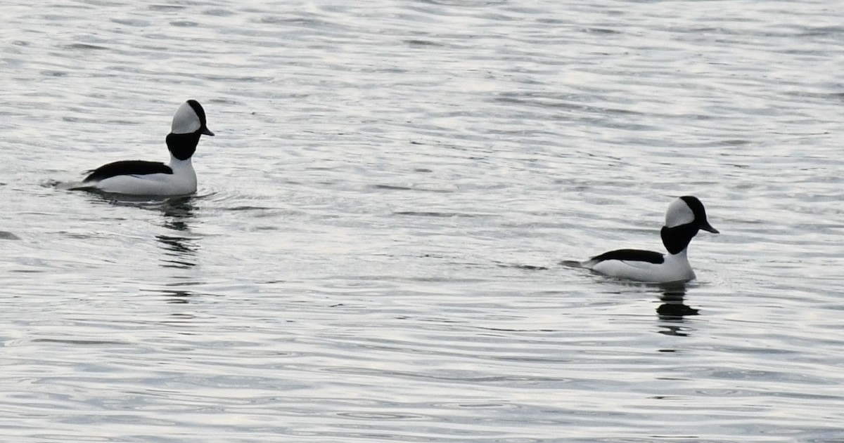 Bufflehead - ML629201976