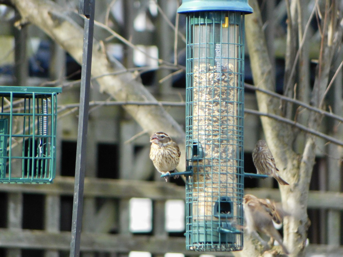 Rose-breasted Grosbeak - ML629201989