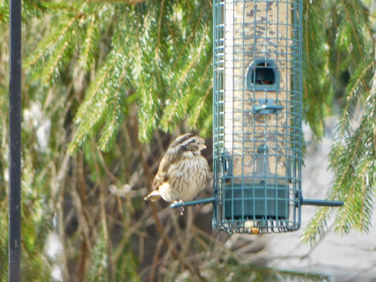 Rose-breasted Grosbeak - ML629201992