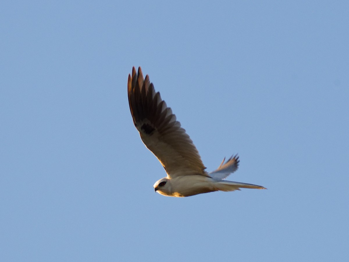 White-tailed Kite - ML629201994