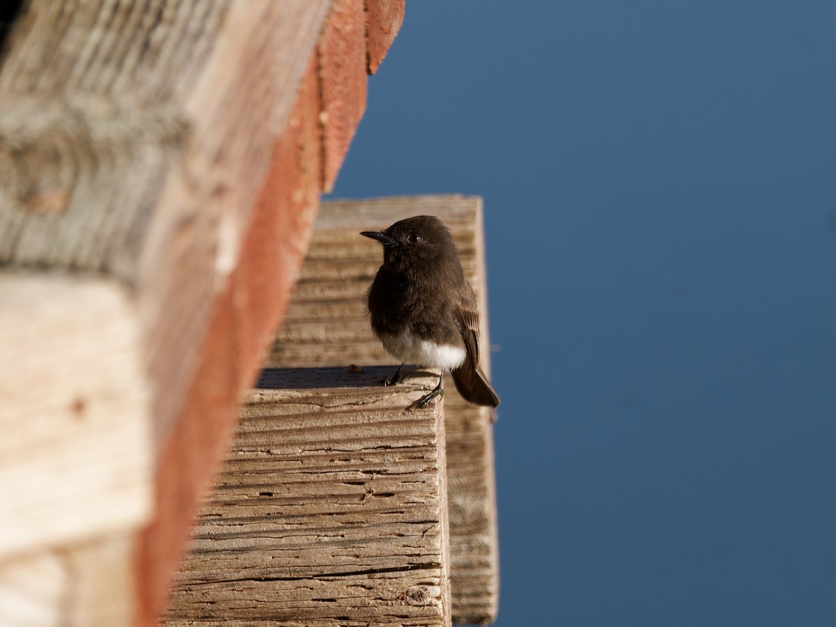Black Phoebe - ML629202024