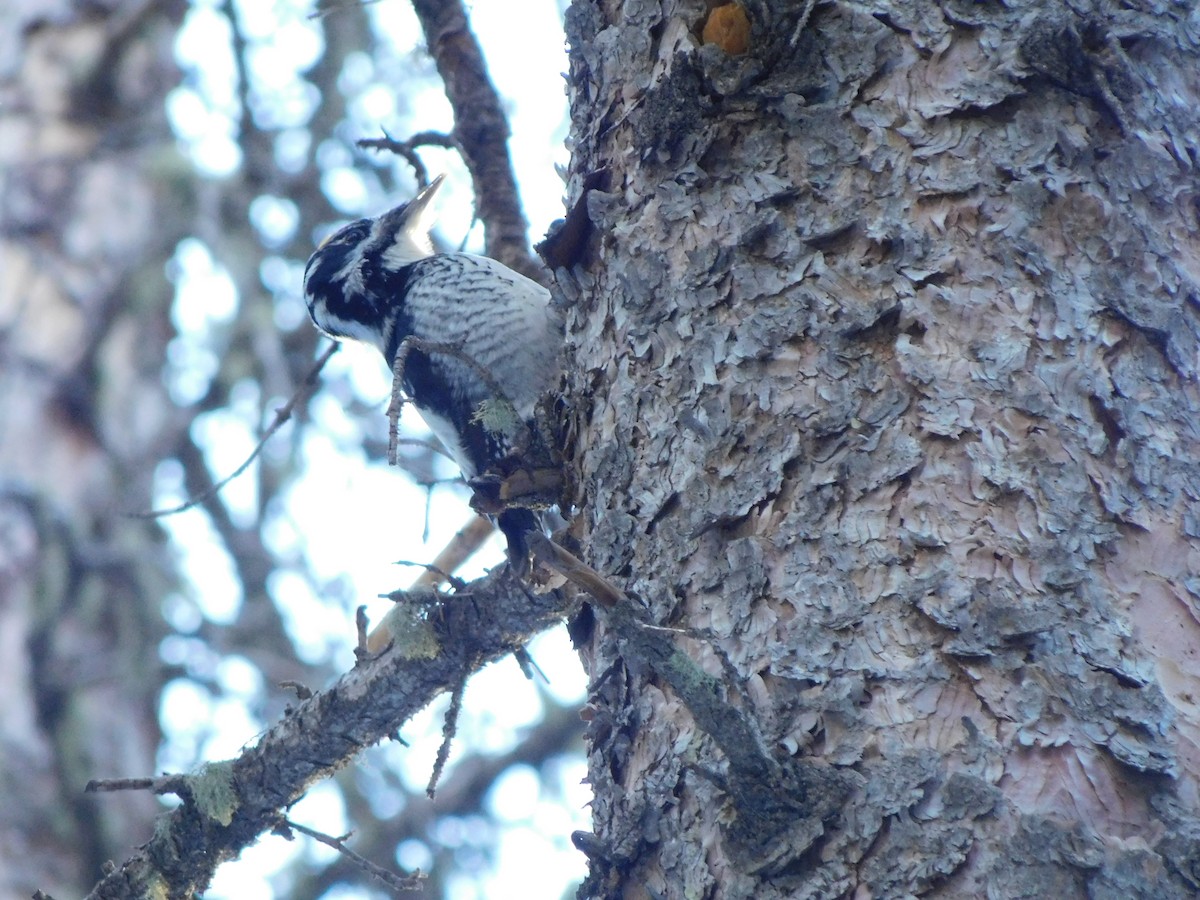 American Three-toed Woodpecker - ML629202118
