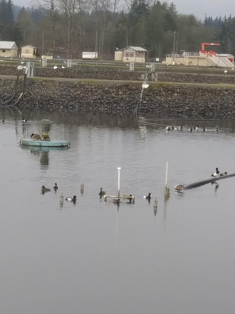 Lesser Scaup - ML629202390