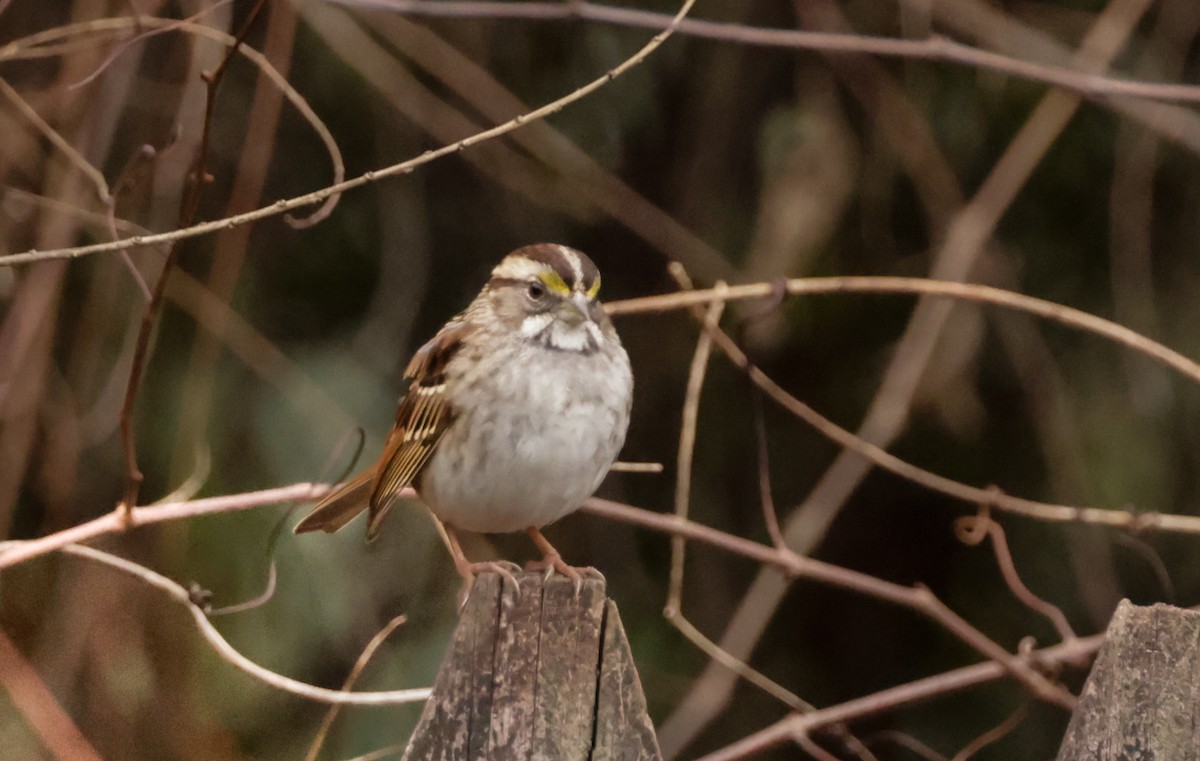 White-throated Sparrow - ML629202872