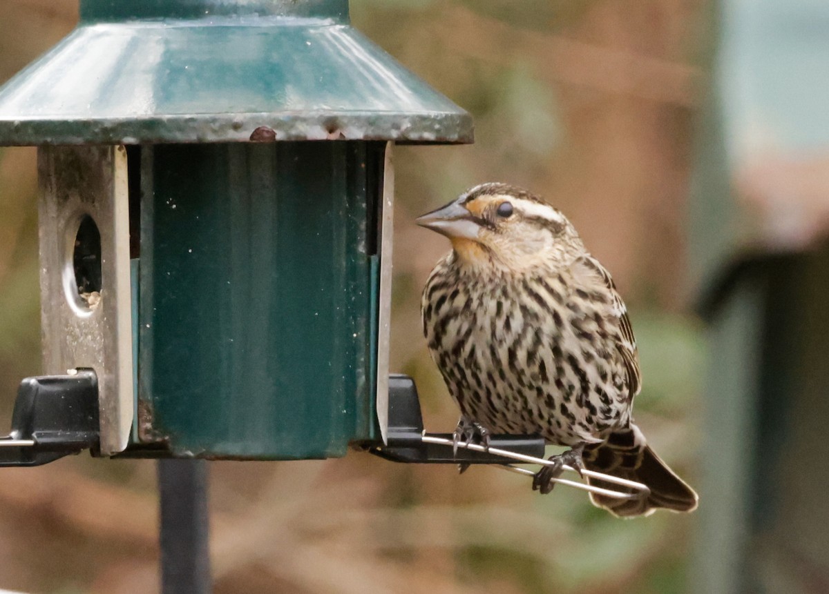 Red-winged Blackbird - ML629202882