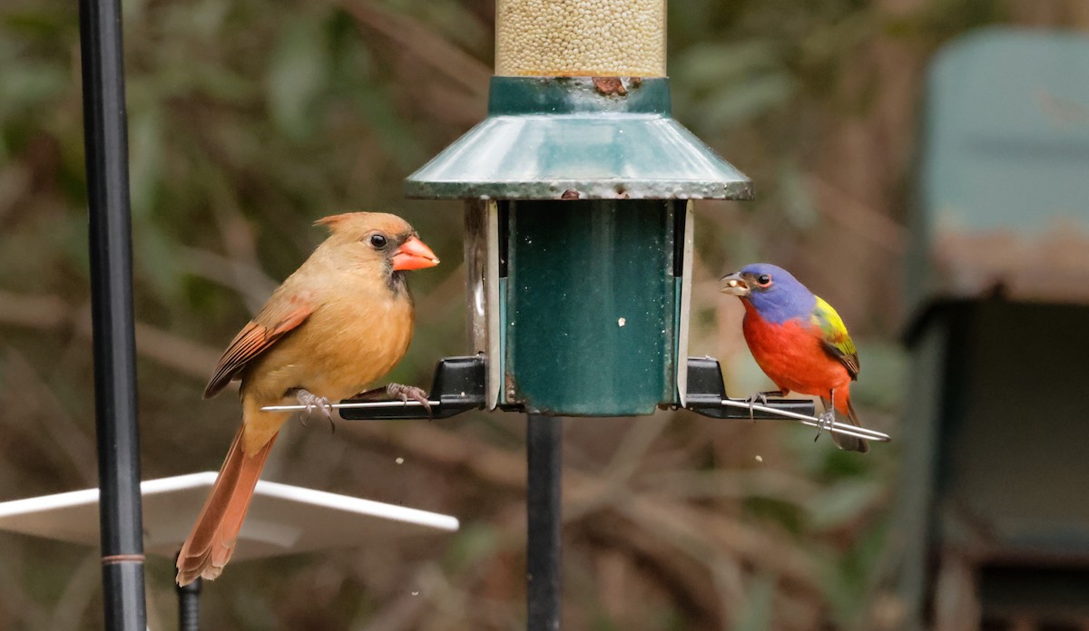 Northern Cardinal - ML629202935