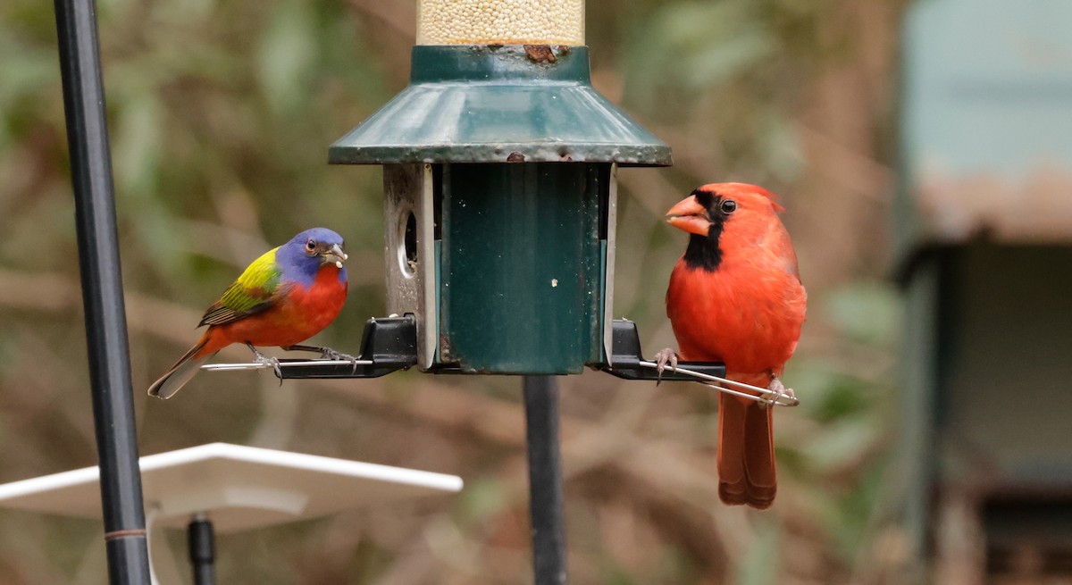 Northern Cardinal - ML629202945