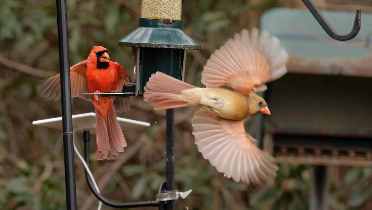 Northern Cardinal - ML629202952