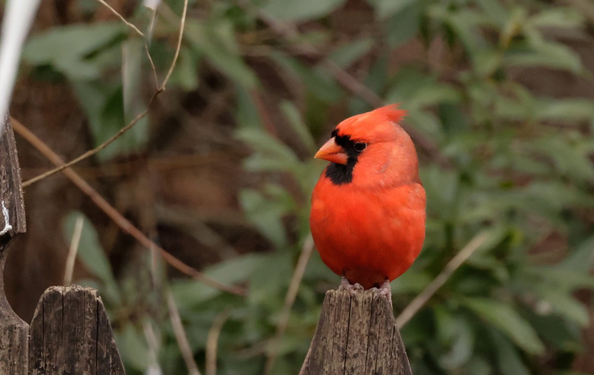 Northern Cardinal - ML629202959