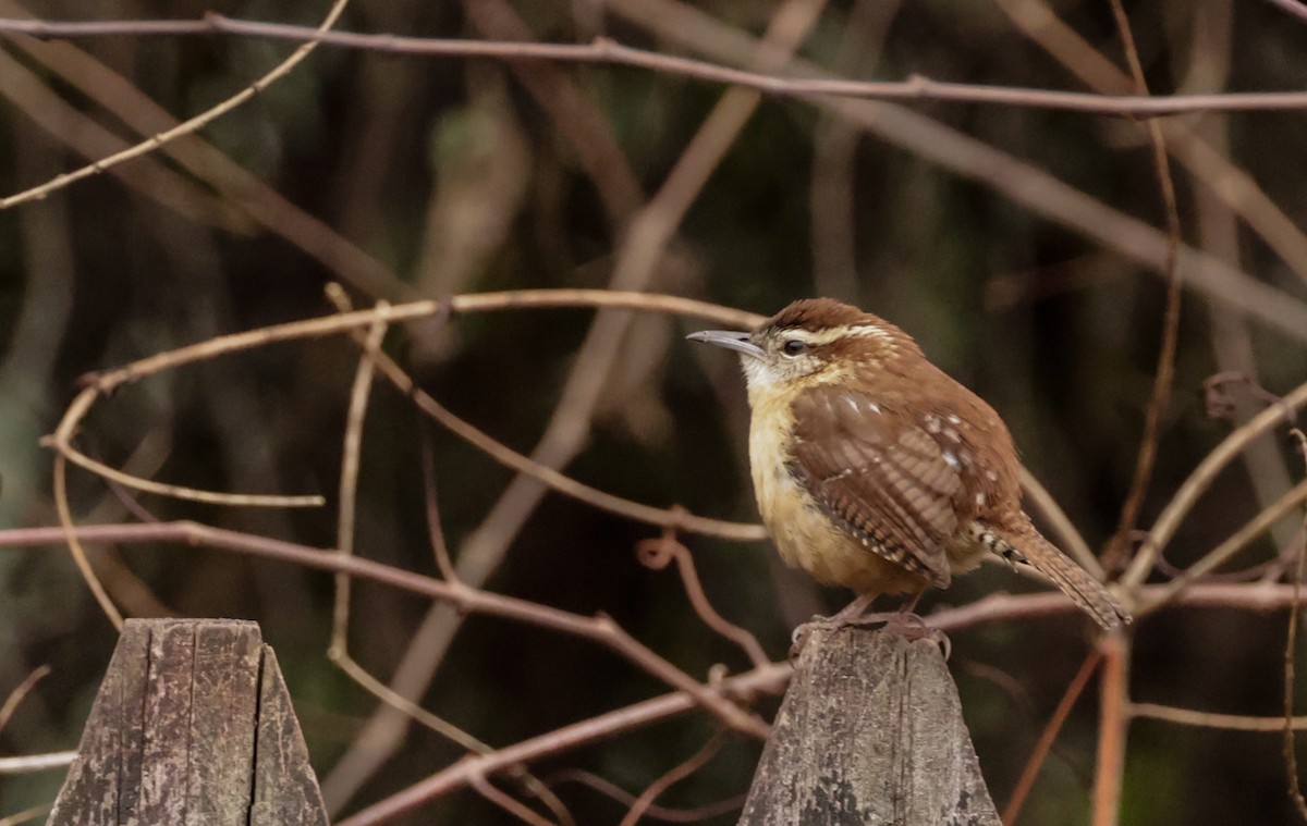 Carolina Wren - ML629202969