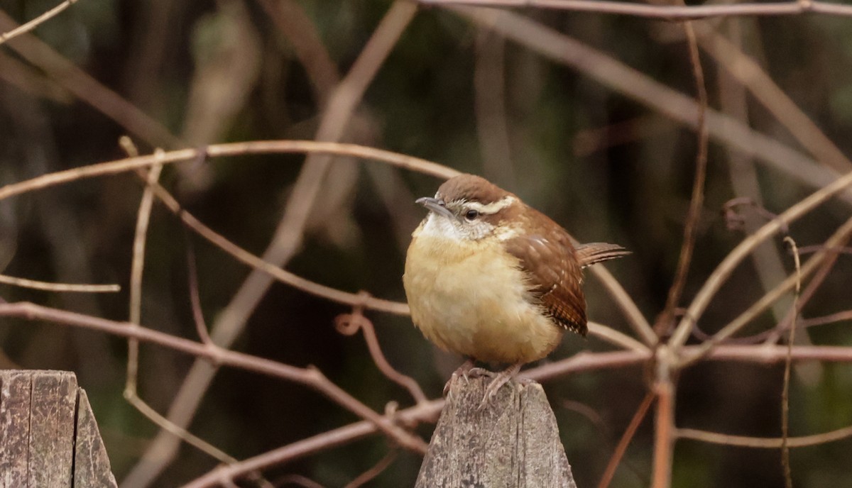 Carolina Wren - ML629202989