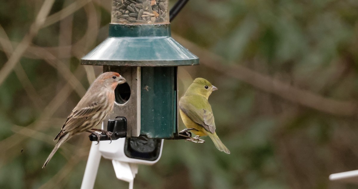 Painted Bunting - ML629203004