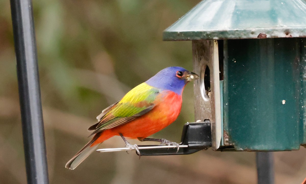 Painted Bunting - ML629203016