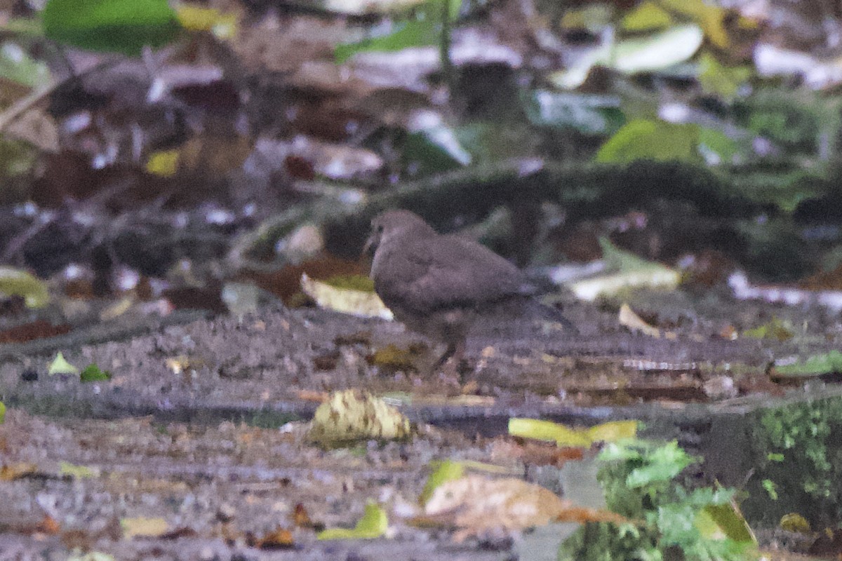 Olive-backed Quail-Dove - ML629203020