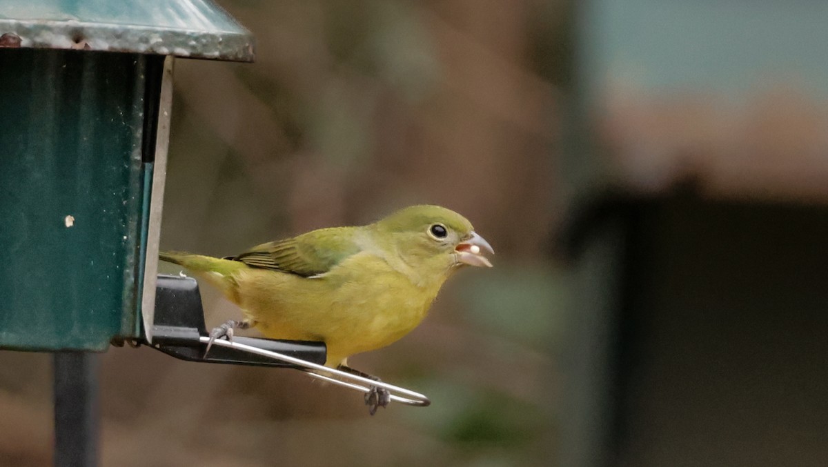 Painted Bunting - ML629203021