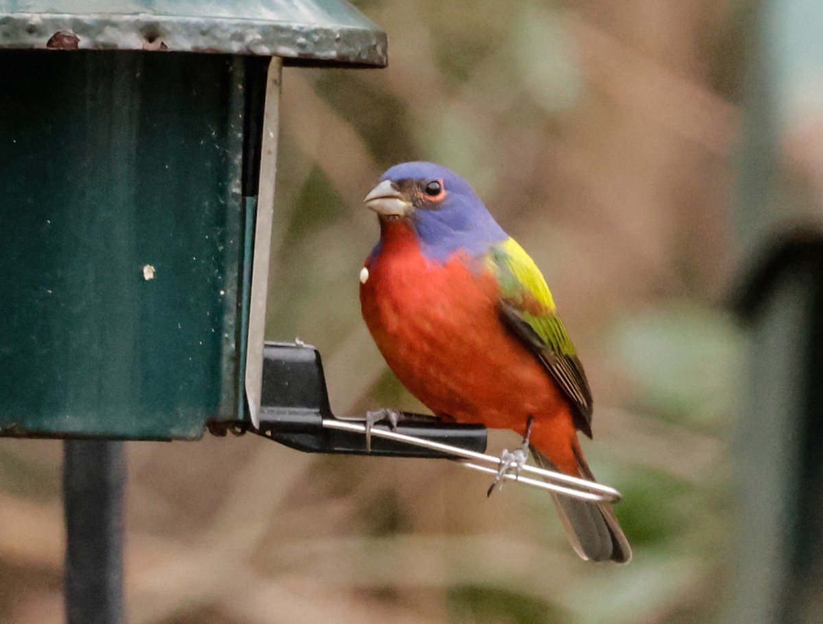 Painted Bunting - ML629203025