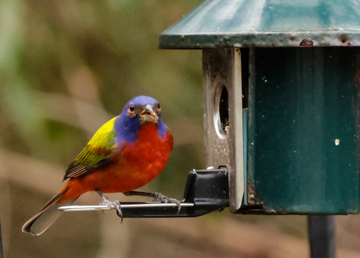 Painted Bunting - ML629203032