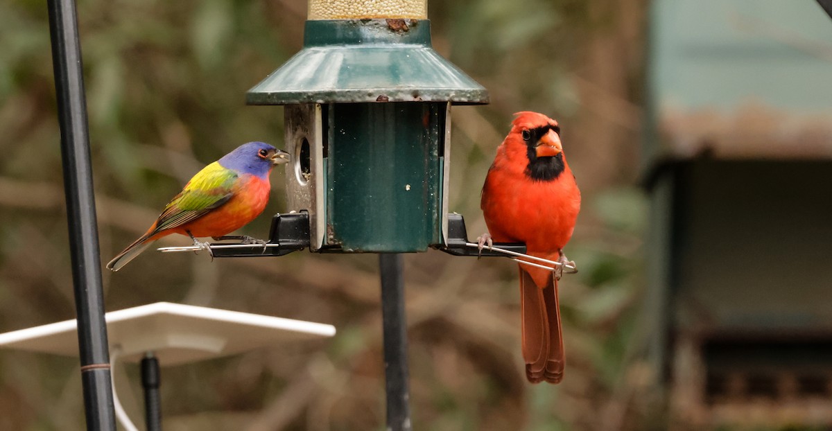 Painted Bunting - ML629203041