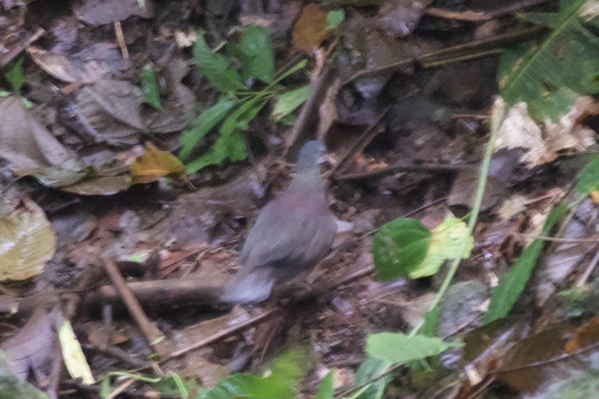 Purplish-backed Quail-Dove - ML629203052