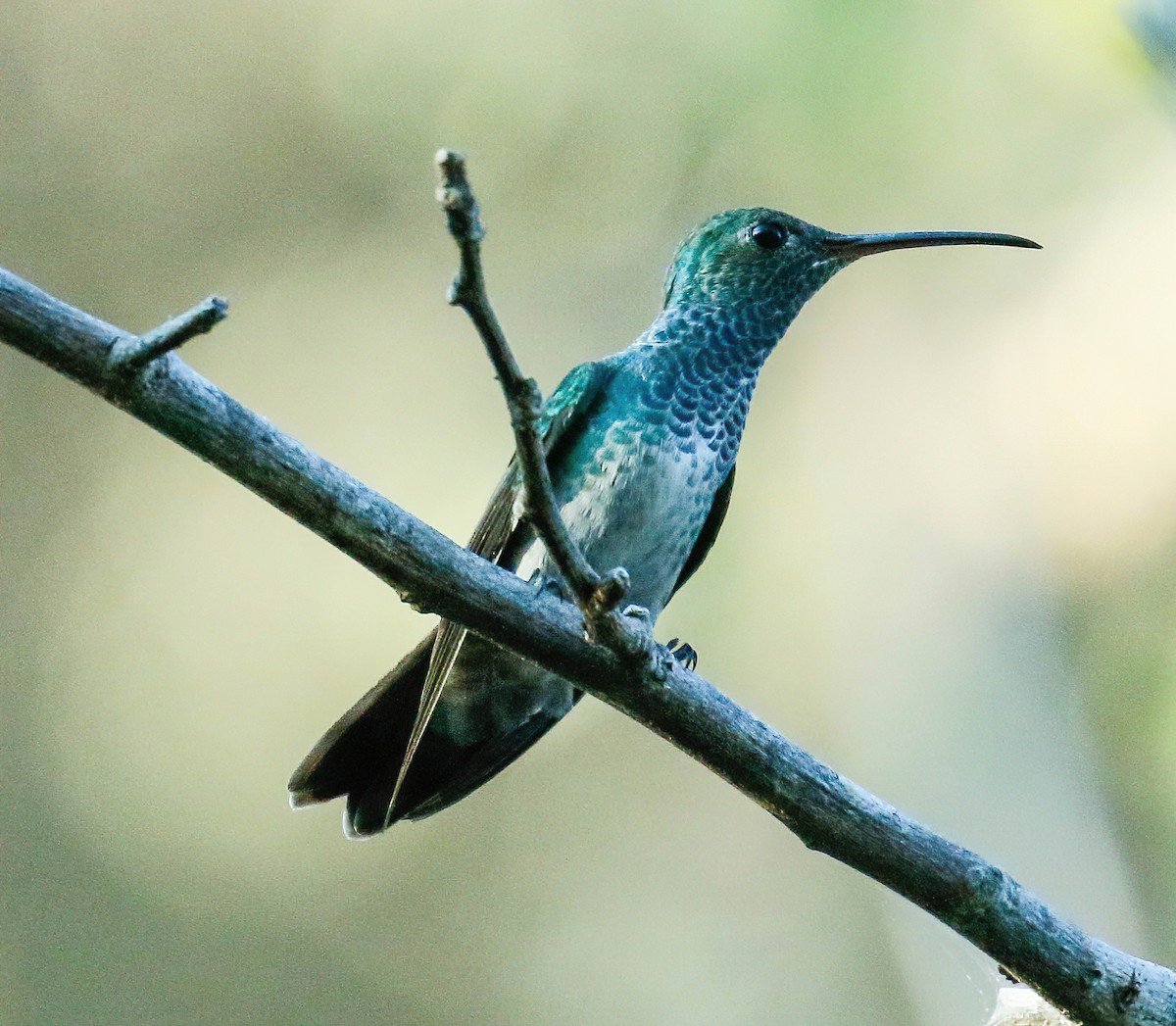 Honduran Emerald - ML629203143