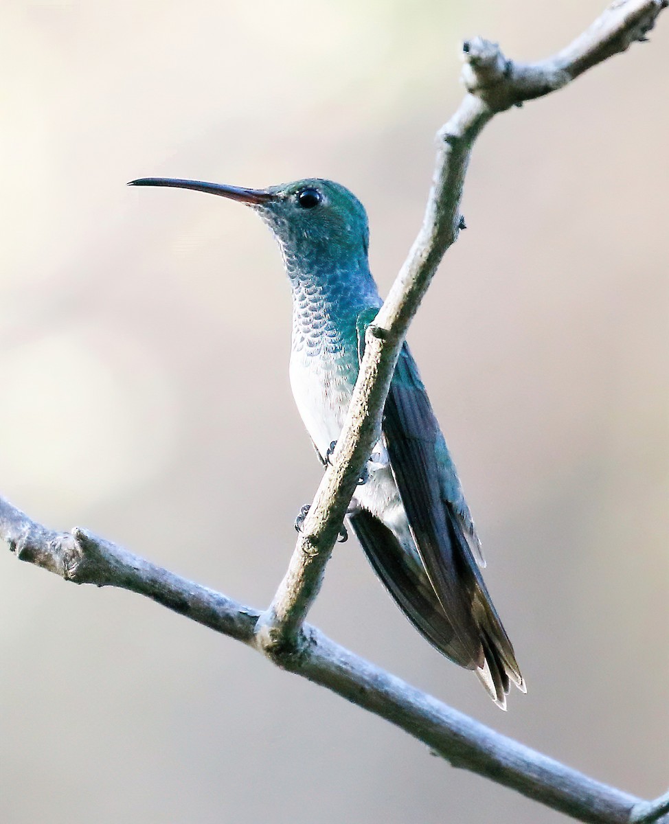 Honduran Emerald - ML629203160