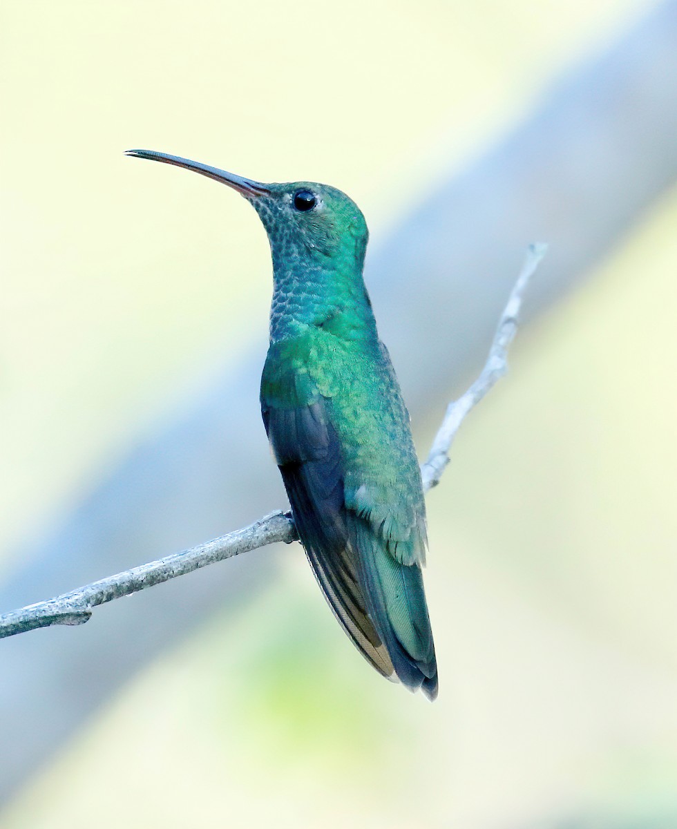 Honduran Emerald - ML629203164