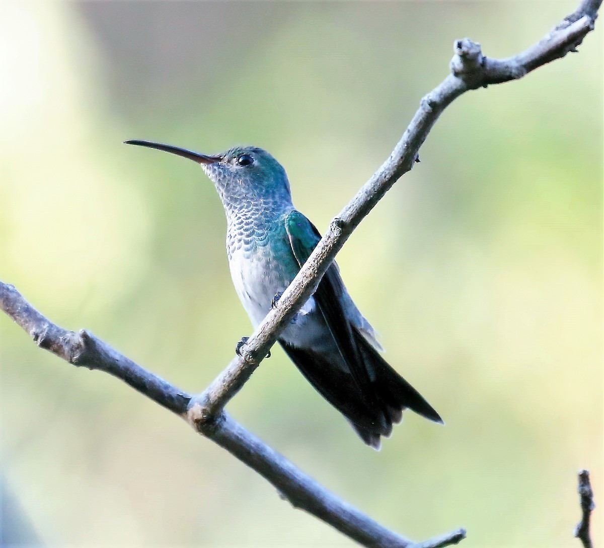 Honduran Emerald - ML629203170