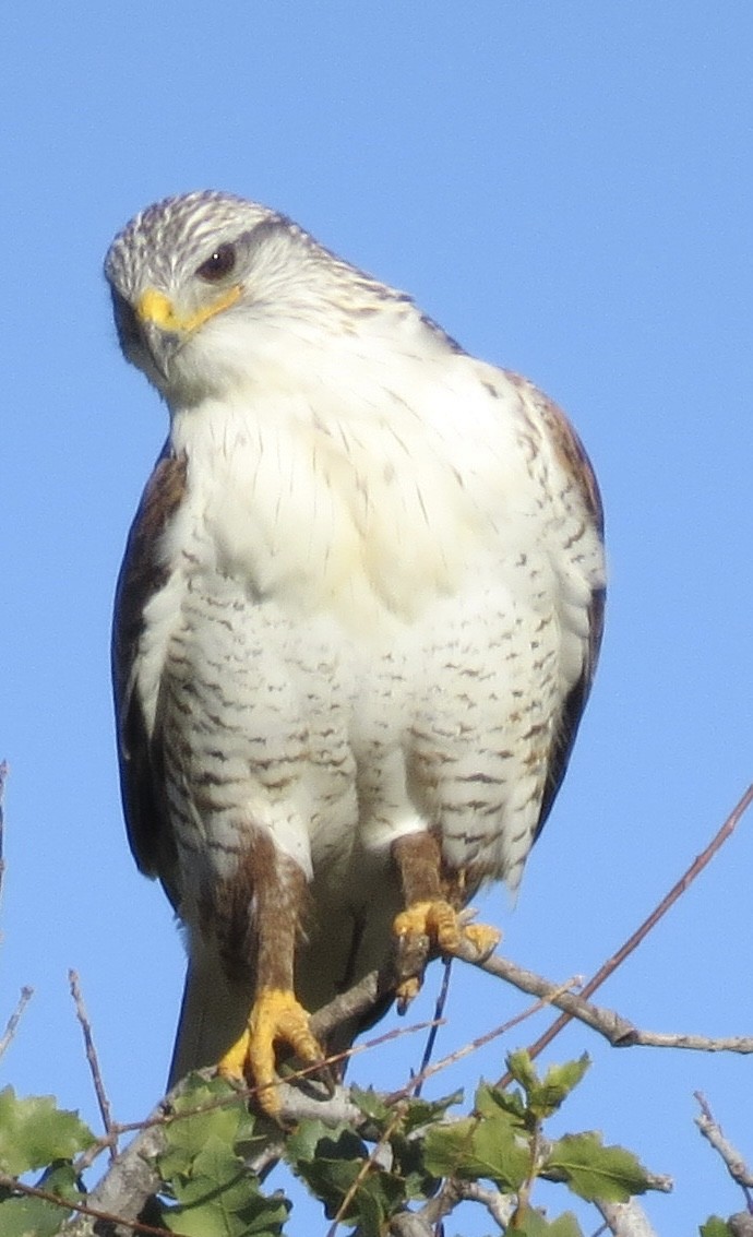 Ferruginous Hawk - ML629203371