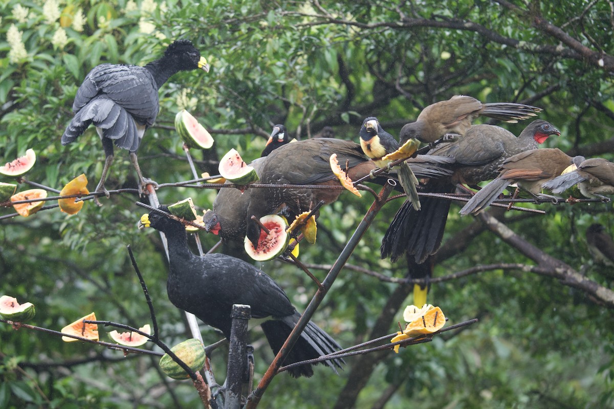 eBird Checklist - 23 Dec 2024 - Arenal Observatory Lodge - 111 species ...